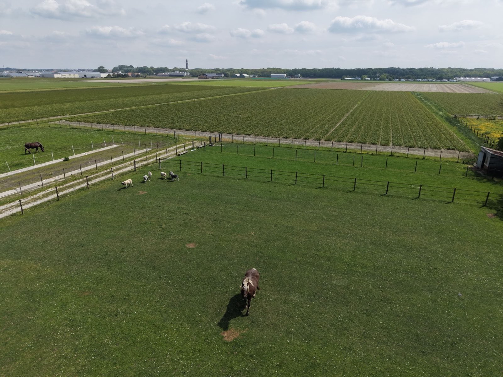 Geiten en schapen op de boerderij bij Noordwijk aan Zee
